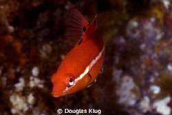 Junior.  The well known Sheephead Wrasse in its not-so-we... by Douglas Klug 